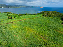 Sugar cane fields in Martinique
