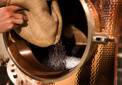 Juniper in the gin still from Hayman's