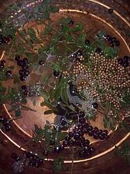 Soaking botanicals 