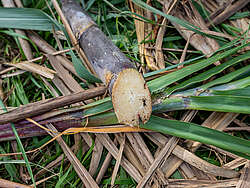 sliced sugar cane