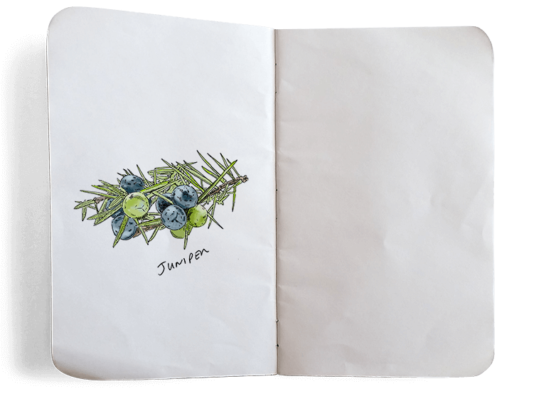Juniper