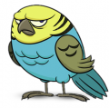 Budgerigar_canalis